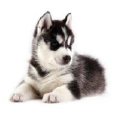 Pet urns for Siberian Husky
