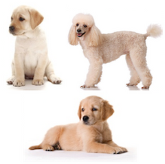 Pet urns for Golden Retrievers, Labrador Retrievers and Poodles