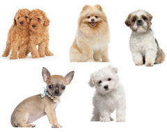 Pet urns for Shih Tzu, Toy Poodle, Pomeranian, Chihuahua and Maltese
