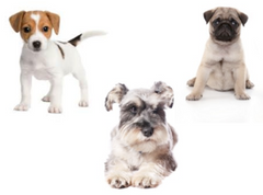 Pet urns for Jack Russel Terrier, Miniature Schnautzer and Pug