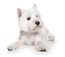 Pet urns for West Highland White Terrier